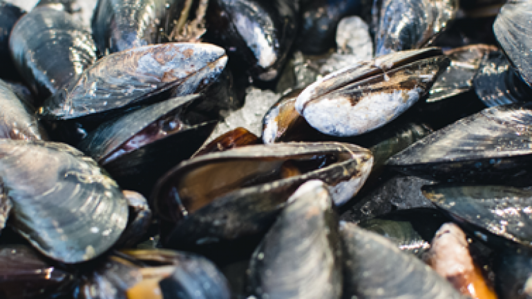 Fresh Mussels